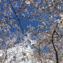 桜　満開　2020春　お花見