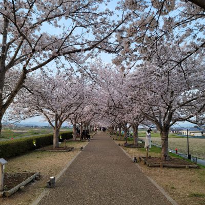 桜　小野　おの桜づつみ回廊