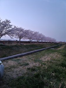 桜　おの桜づつみ回廊