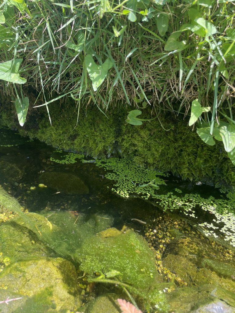 自然と暮らす　緑　生物　夏の景色
